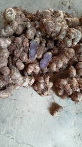 Black Ginger