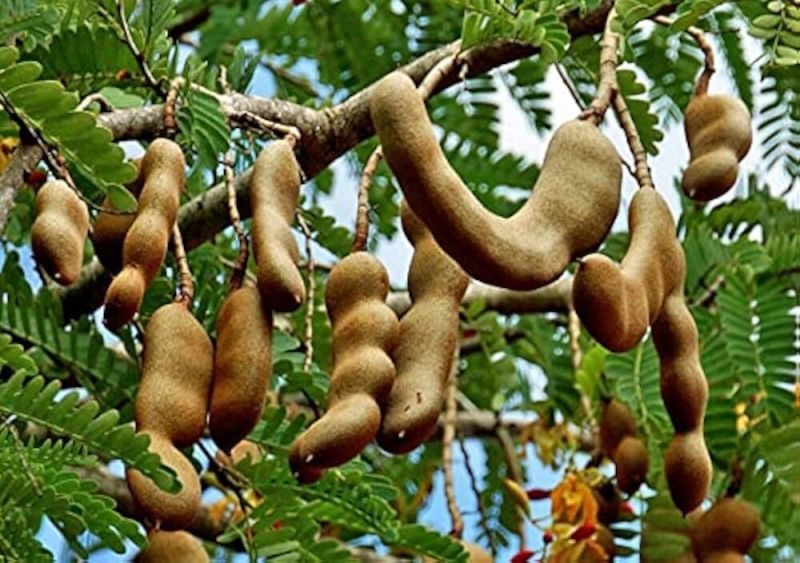 Seedless Tamarind