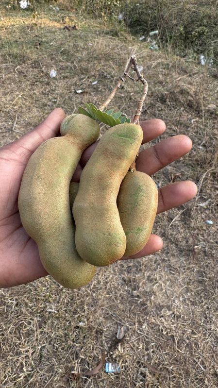 Seedless Tamarind