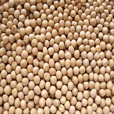 Dried White Peas