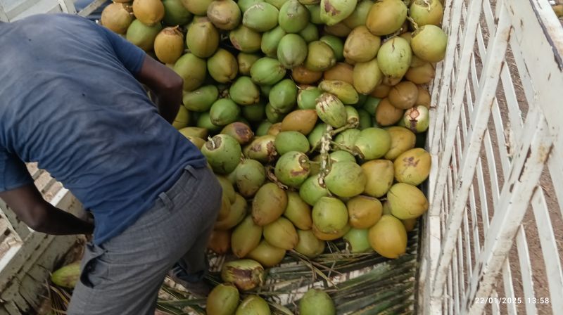 Fresh Tender Coconut