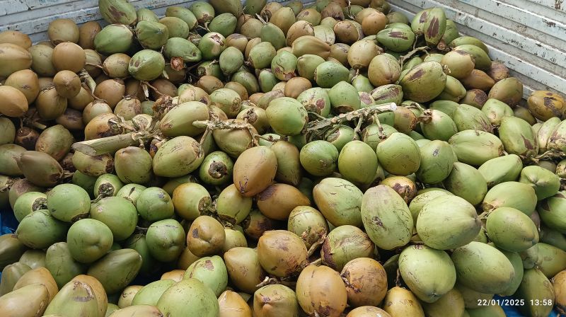 Fresh Tender Coconut