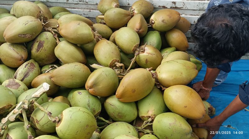 Fresh Tender Coconut