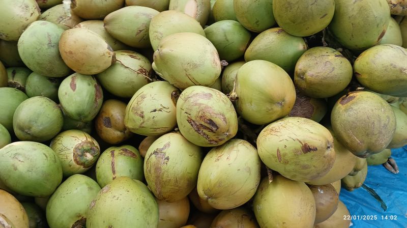 Fresh Tender Coconut