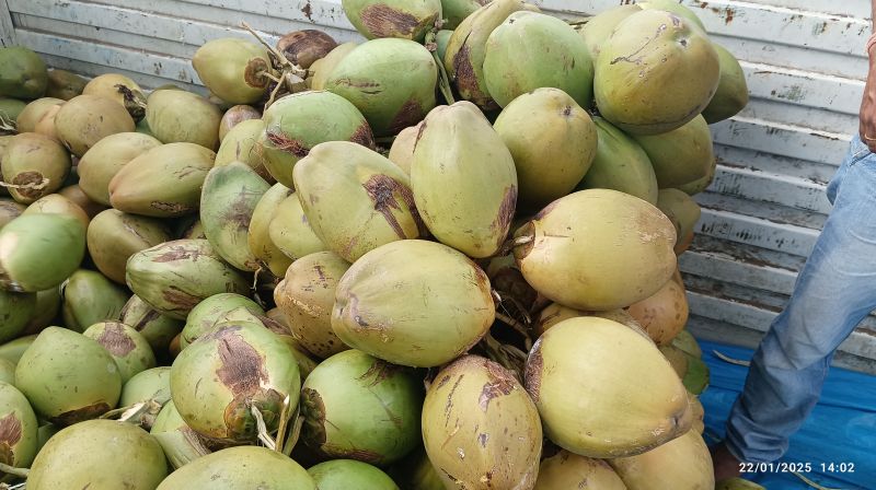 Fresh Tender Coconut