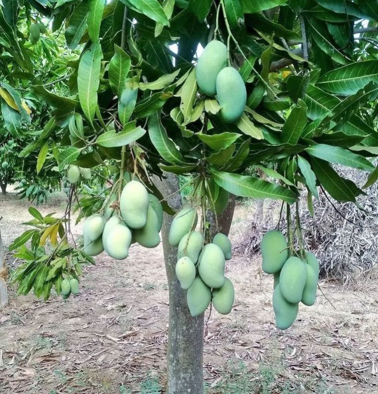 Amrapali Mango Plants