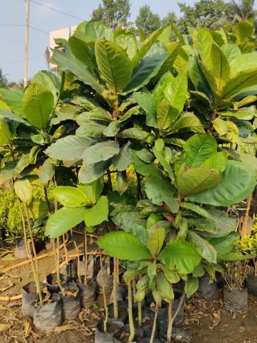 California Almond Plants