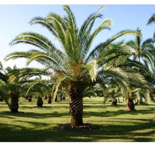 Date Palm Plants