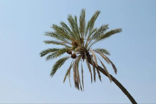 Date Palm Plants