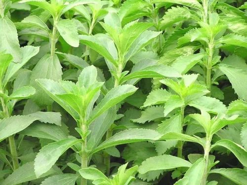 Tulsi Plants