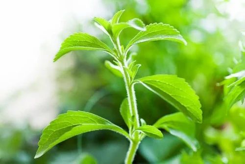 Tulsi Plants