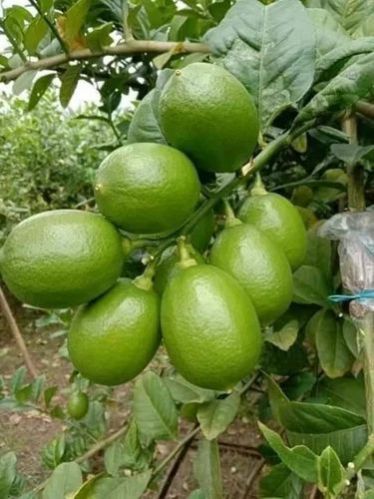 Seedless Lemon Plants