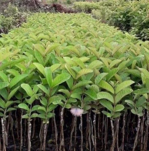 Vnr Bihi Guava Plants