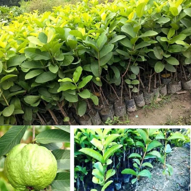 Vnr Bihi Guava Plants