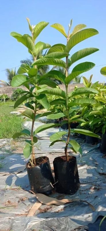 Taiwan Pink Guava Plants