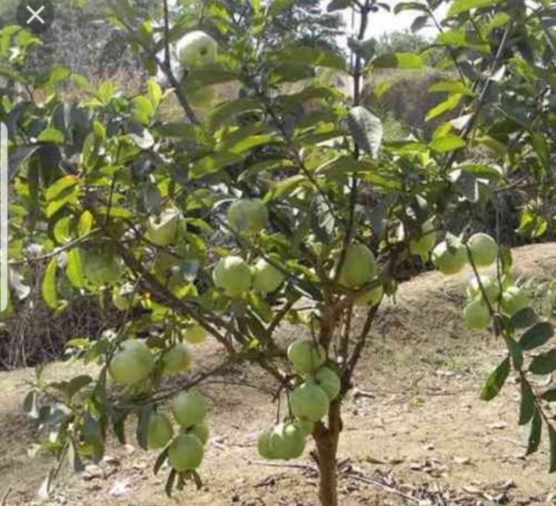 Taiwan Pink Guava