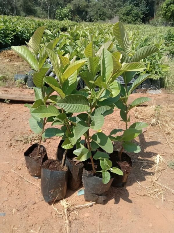 Taiwan Pink Guava Plants