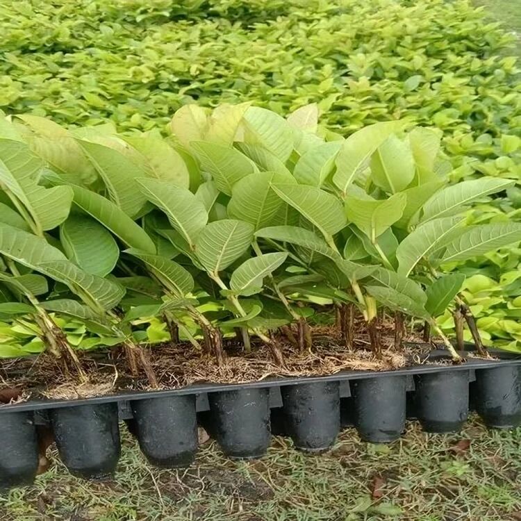 Taiwan Pink Guava Plants