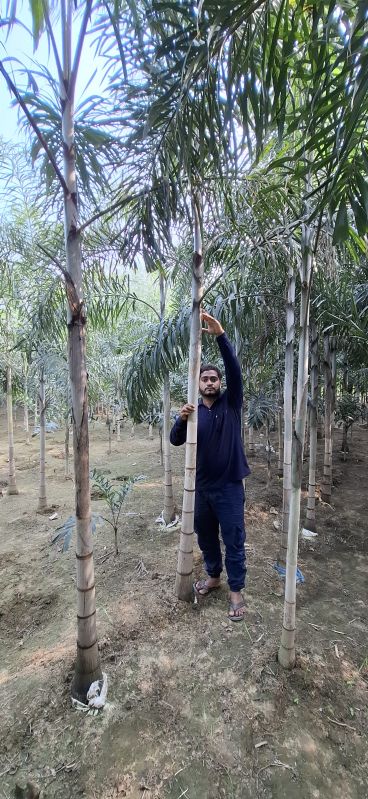 Foxtail Palm Plants