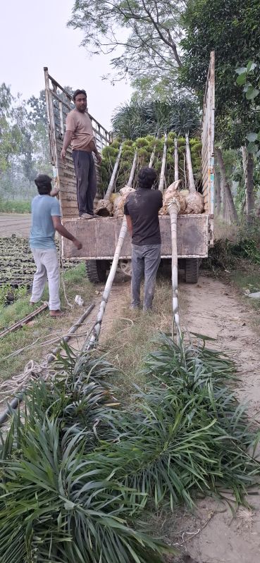 Foxtail Palm Plants