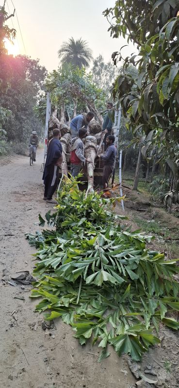 Fishtail Palm Plants