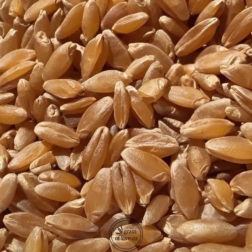50 Kg Durum Wheat, Cultivation Type : Organic