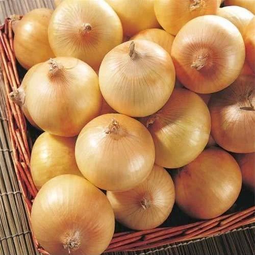 Fresh Yellow Onion, Cultivation Type : Organic for Cooking