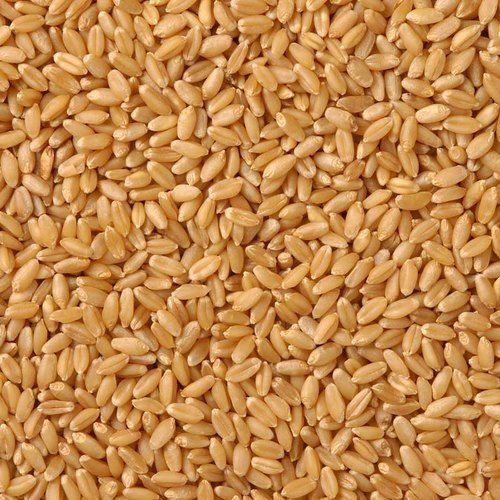 50 Kg Milling Wheat, Cultivation Type : Organic, Grade : Food Grade