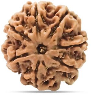 Seven Mukhi Rudraksha