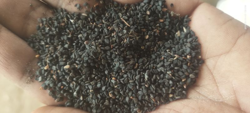 Seasem Seed