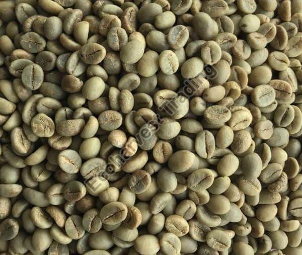 Robusta Cherry Aaa Unwashed Coffee Beans