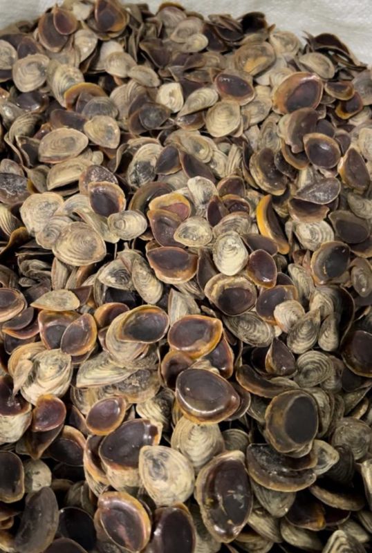 Brown Onycha Operculum Seashell