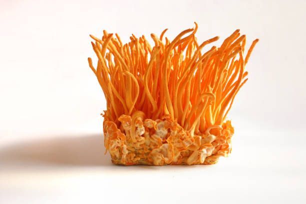 Cordyceps Mushroom