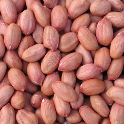 Natural Groundnut Seeds for Oil Extraction, Shelf Life : 12 Months