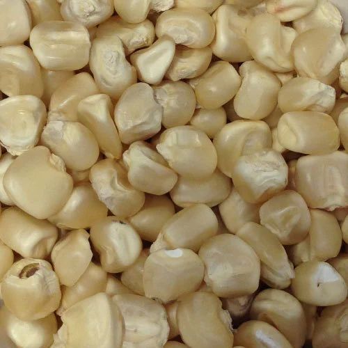 Organic White Maize Seeds, Seed Type : Natural