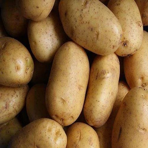 Brown Chipsona Potato, Cultivation Type : Organic Plastic Bag