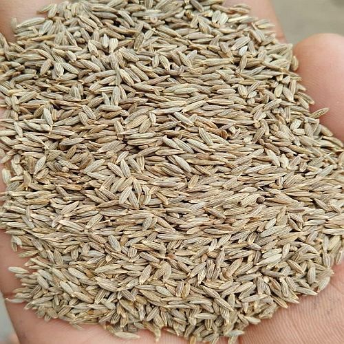 A Grade Cumin Seeds