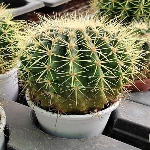 Green Round Indoor Cactus Plant, Soil Specific : Well Drained