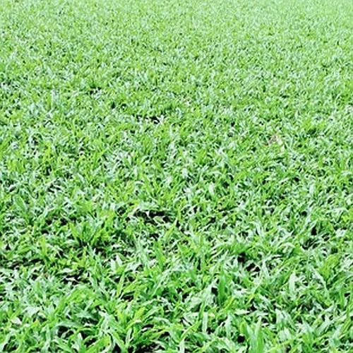 Natural Green Blade Grass