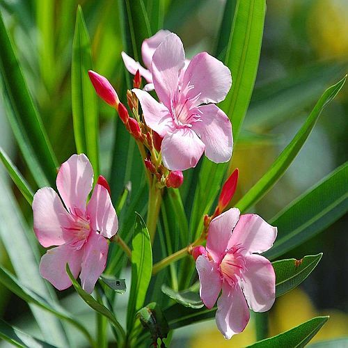 Pink Oleander Flower Plant