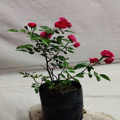 Pink Rose Flower Plant