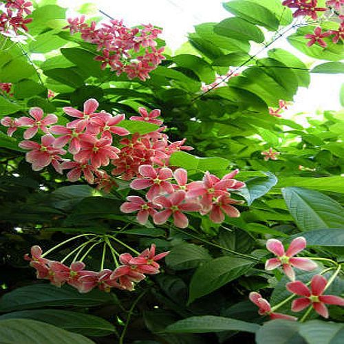 Rangoon Creeper Plant