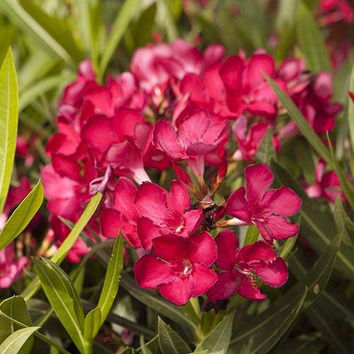 Red Oleander Flower Plant