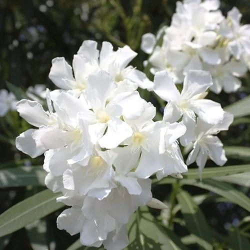 White Oleander Karabi Plant