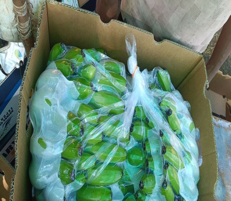 A Grade Unripe Cavendish Green Banana