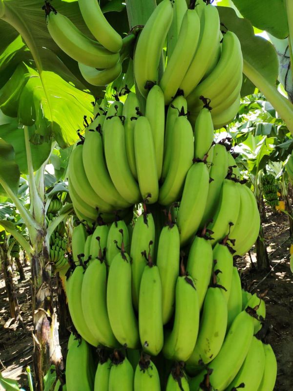 Fresh G9 Green Banana