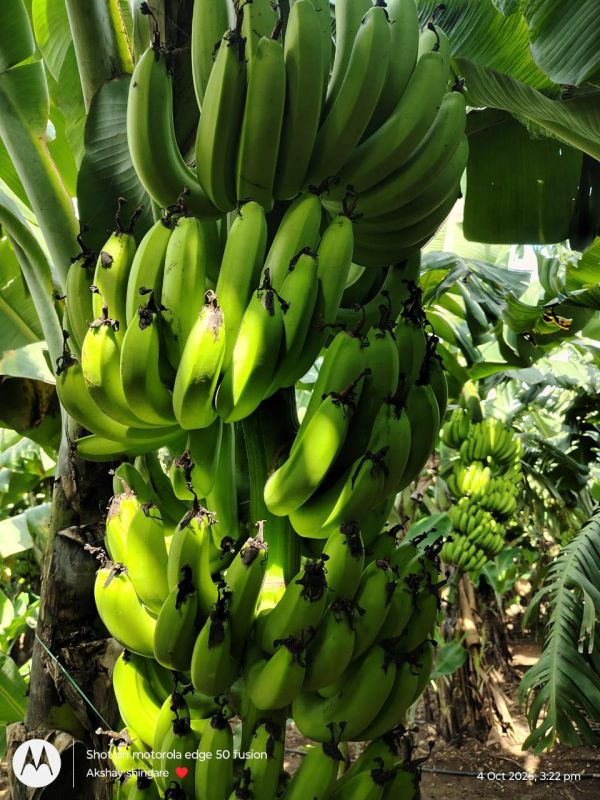 Natural Green Banana