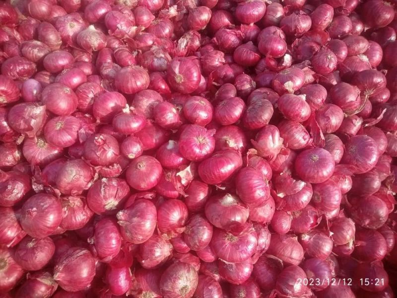 fresh red onion
