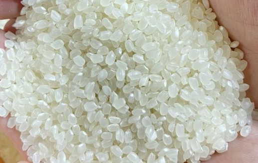 Vietnam Japonica Rice