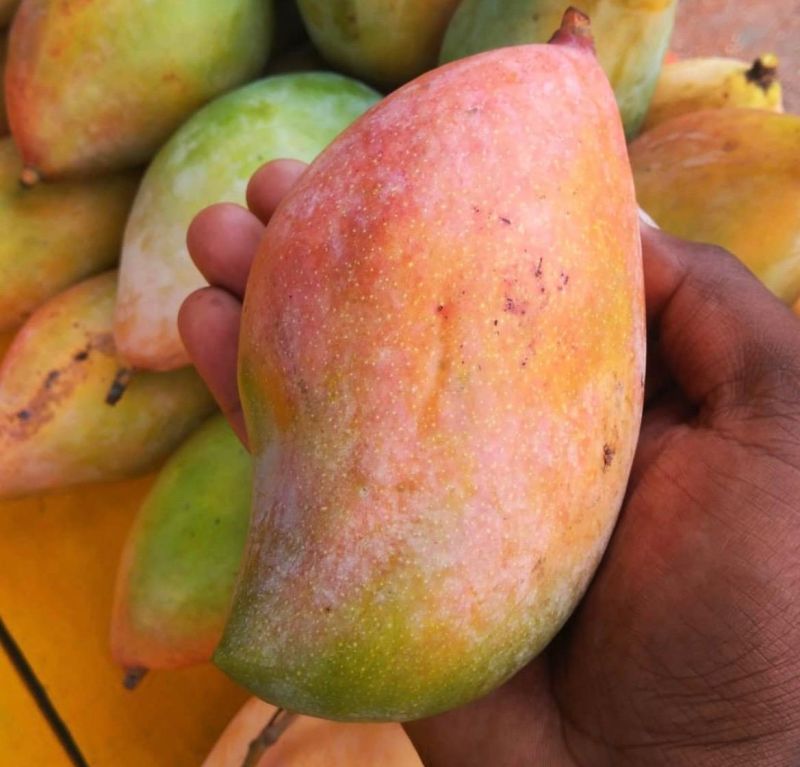 Totapuri Mangoes Naturally Sweet and Aromatic